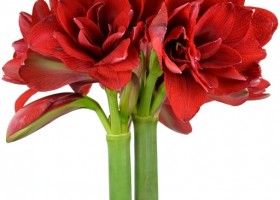 hippeastrum Double Dragon ® (1)